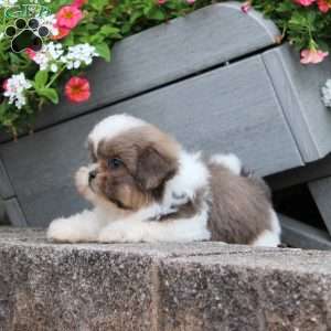 Robin, Teddy Bear Puppy